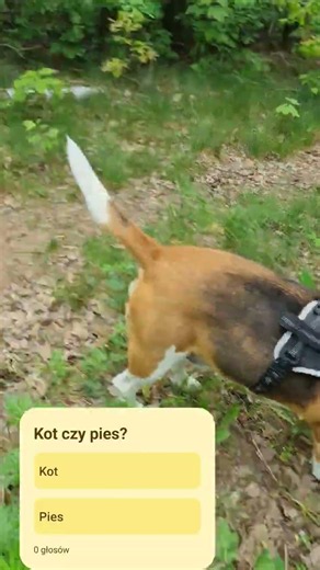 #puppy #beaglecrew #pets #doglife #funny #cute #beagle #animals #pie #goldenretriever #memes