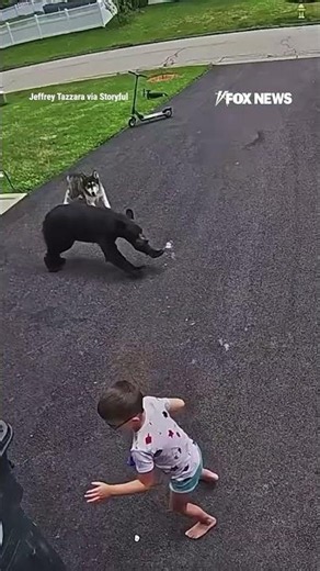SEE IT: Heroic husky protects child from charging bear attack #foxnews #news #shorts #dog #animals