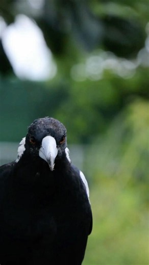 Crows Remember Your Face and HOLD GRUDGES 🐦‍⬛😳