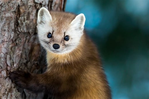 Curious American Marten Surprises Yellowstone Hotel Staff and Charms Guests