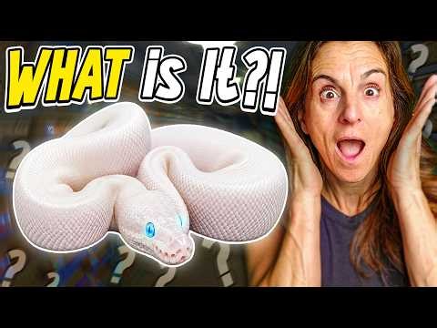 Why Did We Hatch PURE WHITE Snakes?!