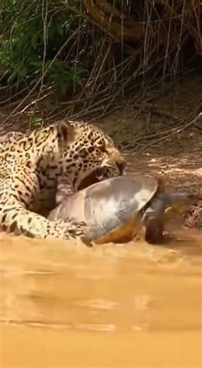 Powerful Jaguar Bite vs Turtle Shell | Amazon Wildlife #wildlife #naturevideo #naturevideo #nature