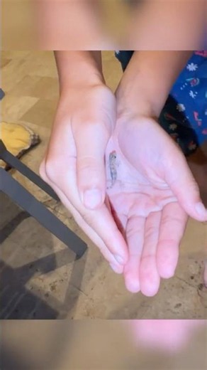 Naming our new Baby Lizard