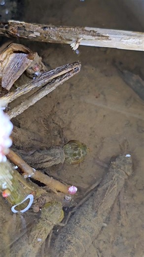 Dragonfly Larva Hunting Its Prey Underwater #DragonflyLarva #UnderwaterPredator | Tropical insects
