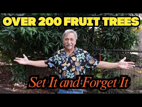 Growing Fruit Trees Without Spraying Watering or Overthinking