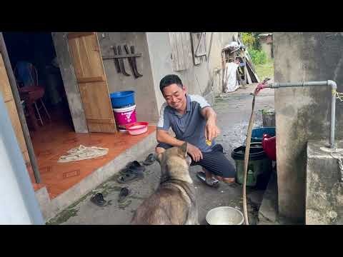 Training My Dog to Eat Properly and Catch Mice in the Garden
