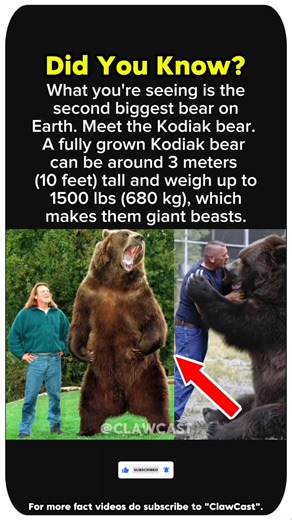 This Bear Is a Giant 1500 lbs Monster.