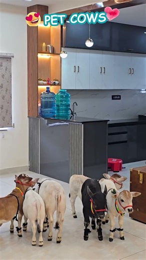 😱 OMG! 1-2 Feet Tiny Cows at Nadipathy Cattle 🐄 You Won't Believe Your Eyes! #viral #reels #yt #on