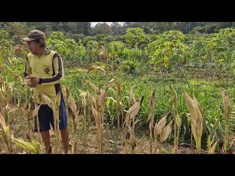 FARMERS HARVEST CORN WITH THIS SIMPLE BUT BRILLIANT FARMING TECHNIQUE - Agricultural Farming