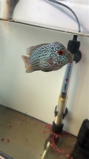 #fish #aquarium #kids