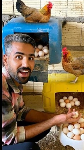 Start 2026 with this! Easy DIY Chicken Nesting Box 🐓 | Backyard Chicken Coop Idea #shorts