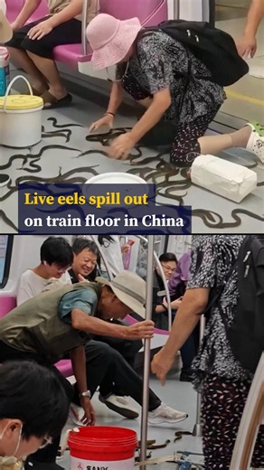 Live eels spill out on train floor in China