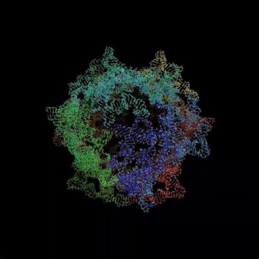 Rumen-Originating, Ornate, Large RNA (version 1)