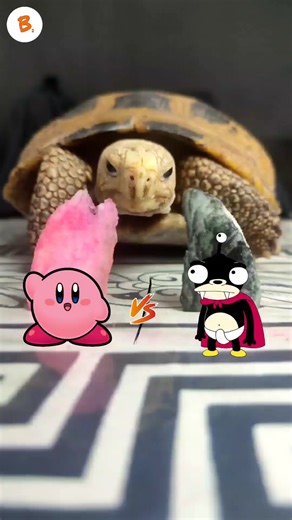 Kirby VS Lord Nibbler In Feeding Turtle Tortoise ASMR