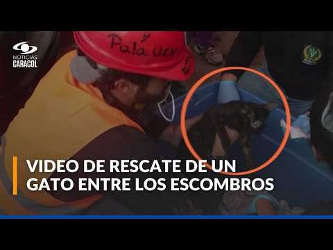 Milagro en Venezuela: encuentran un gato con vida entre los escombros tras casi un mes del sismo