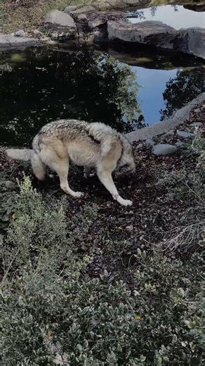 “The Alpha Wolf – Leader of the Pack”#wolf #animals