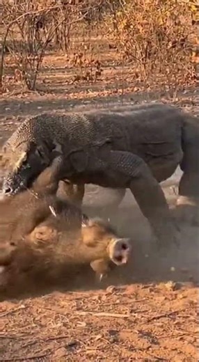 The Most Brutal Apex Predator: Komodo Dragon Stealth Attack! 🐉🔥 #viral #shortsfeed #wildboar