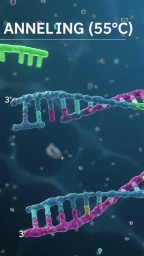 ​Steps of Polymerase Chain Reaction (PCR) Step-by-Step#bi