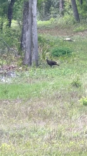 Hen came to check out what was going on #turkeyhunting #turkeyseason #spring #outdoors #florida