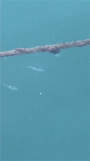 アオリイカ聖地、和歌山南紀は波止から泳いでいる姿が頻繁に見えます。特に秋は多く、コインサイズが多いのですが、中には1キロ近い群れも。これは10月16日金曜日撮影。