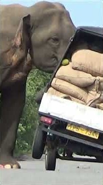 🐘🍈 Wild Elephant Stops a Truck for Jackfruit! 😱🚛 | Unbelievable Encounter #Shorts