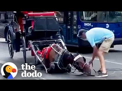What Really Happens To Carriage Horses After They're Retired | The Dodo