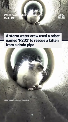 Crew uses ‘R2D2’ robot to rescue kitten from drain pipe