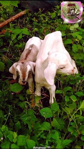 Two cute baby goats playing in the grass! 🐐💛 #shorts #babygoat