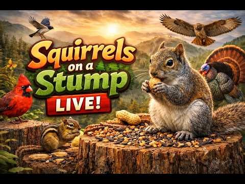 Spring on the Stump LIVE 🐿️ Birds, Squirrels & Mountain Calm