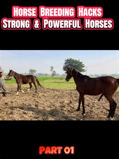 Essential Horse Breeding Hacks for Strong Arabian Horses