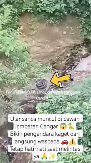 Ular Sanca Besar Muncul di Bawah Jembatan Cangar! 😱🐍 #Cangar #Viral #Waspada