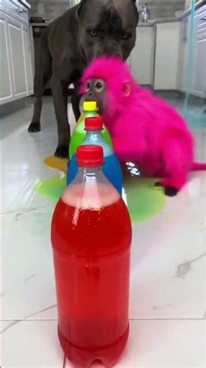 Cane Corso vs Hot Pink Monkey 🥤💥 | Giant Soda Geyser Explosion!