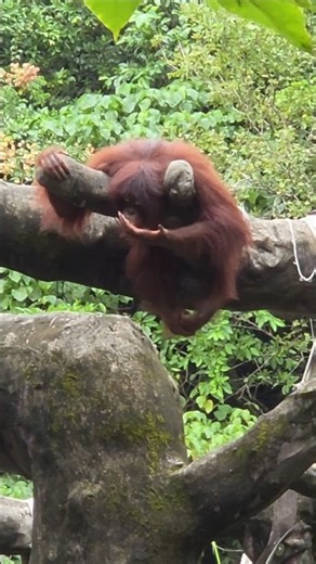 Bornean Orangutan/Taipei Zoo