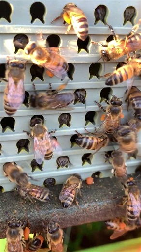 So Much Pollen on These Bees 🐝😍 #Shorts