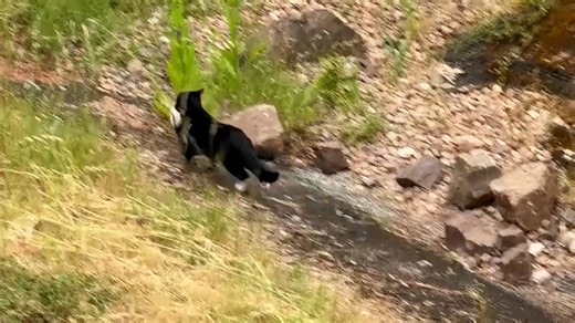 Birds gang up on cat and force it to drop its prey