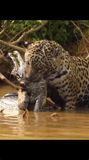 Why Crocodile Servive Against Jaguar By info fact News