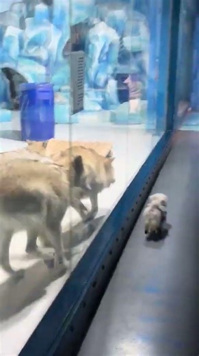 Little Dog Runs With Wolves at the Zoo || ViralHog