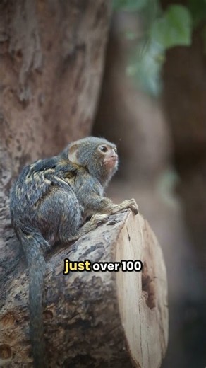 This pygmy marmoset fits in your palm