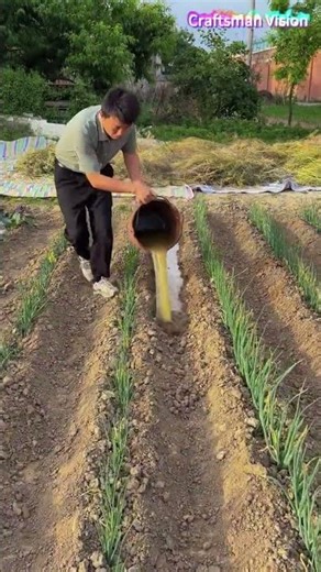 Grow green onions at low cost with ditch manure fertilization technology