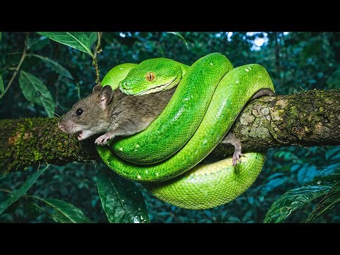 The Silent Tail Hunter | How Green Tree Python Waits 14 Days to Kill Its Prey? Wildlife Survival