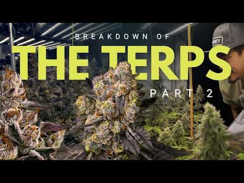 First Autopot Harvest, CO2 Terp Breakdown & New Greenhouse Season | Behind the Seeds VLOG