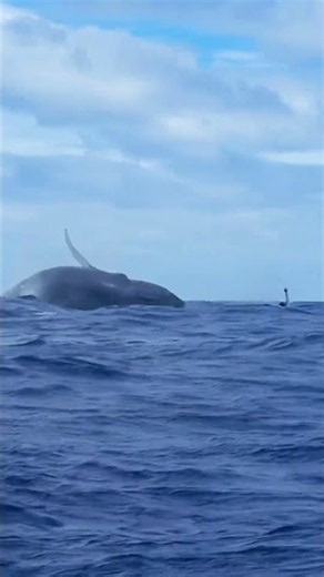 🐳🌊 Humpback Whale Epic Breach! Giant Whale Leaps Out Of The Ocean, Breathtaking Wildlife Moment