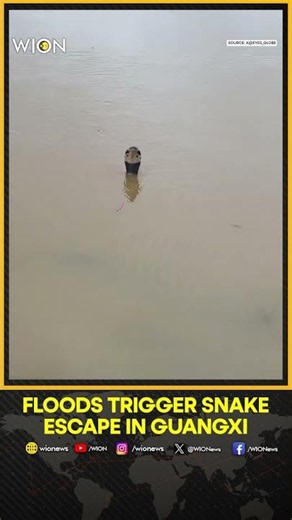 Floods Trigger Snake Escape in Guangxi