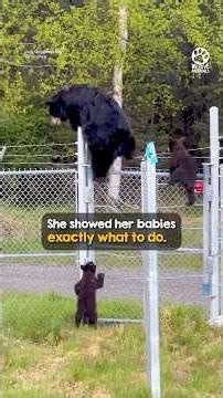 No fence could keep these cubs from their mama 🥹🐻