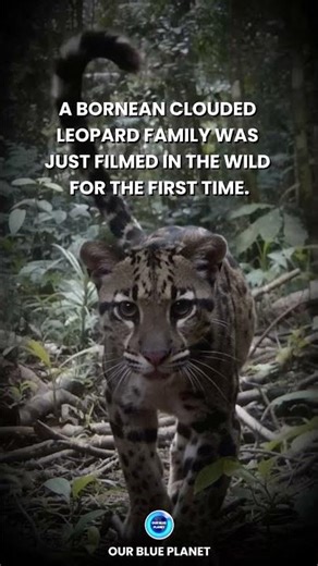 bornean clouded leopard family was filmed in the wild