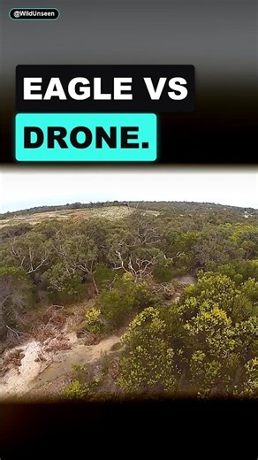 A Wedge-Tailed Eagle Took Down A Drone #shorts