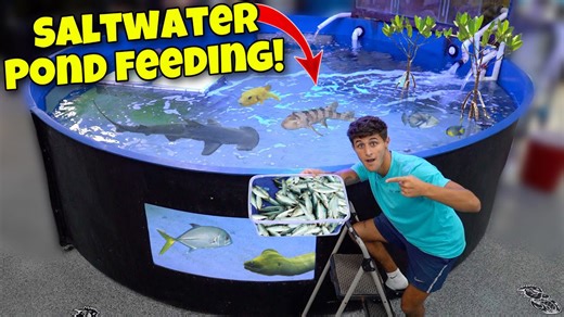 Feeding saltwater pond with big sharks!