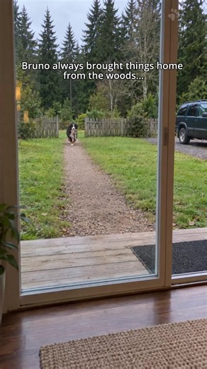 Dog Adopts Wolf Pup — Years Later the Wolf Returns to Protect Him