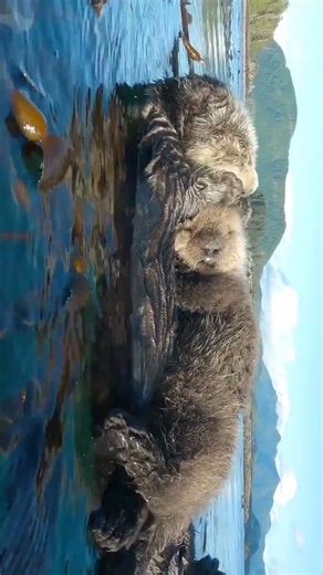 Sea Otter Mother Cradles Her Newborn Pup