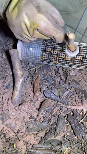 Beekeeping Technique | Catching and Relocating Wild Bees